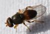 Oscinisoma sp.